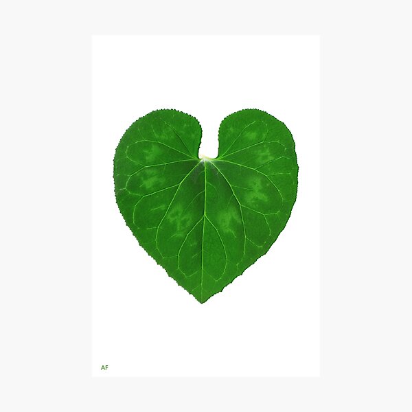 Love Heart Leaf Photographic Print