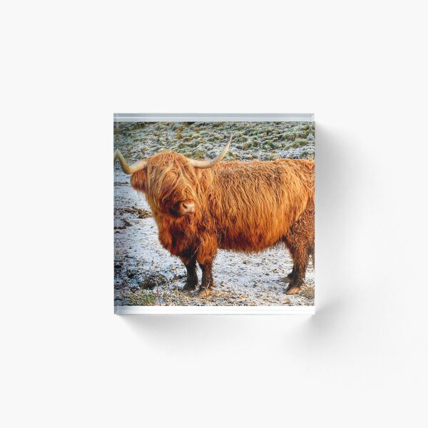 Item preview, The Highland Cow designed and sold by MY Scotland.