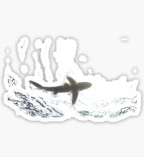 requin longimanus egypte Sticker