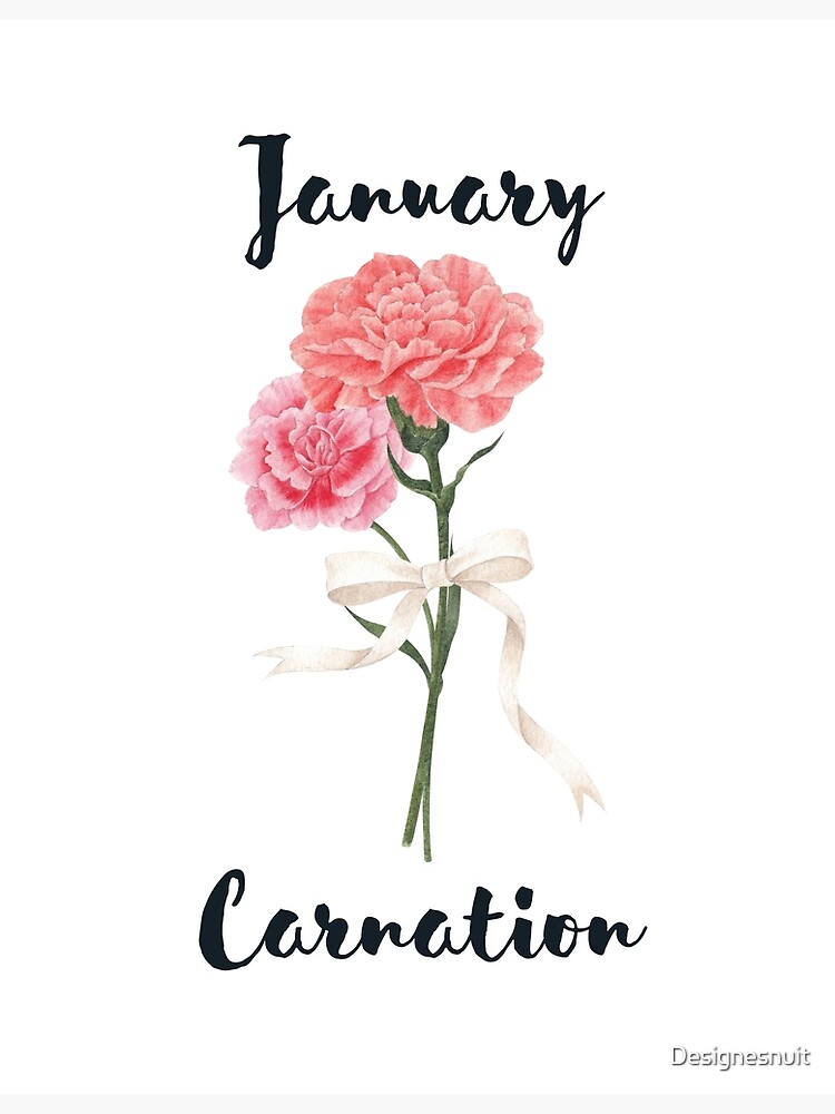 Carnation - January Birth Flower