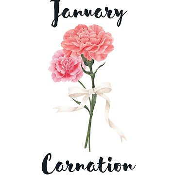 Carnation january birth month flower art Vector Image
