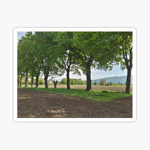 Countryside trees Sticker