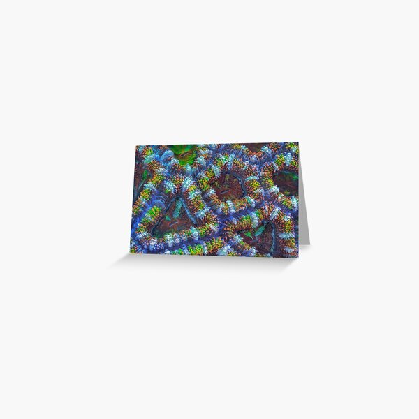 Acanthastrea coral Greeting Card