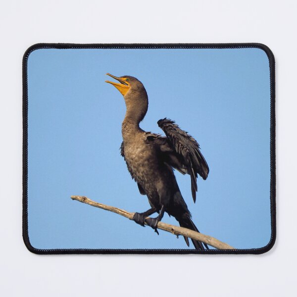 Item preview, A Double-crested Cormorant On a Branch With Its Wings Spread designed and sold by BackyardBirder.