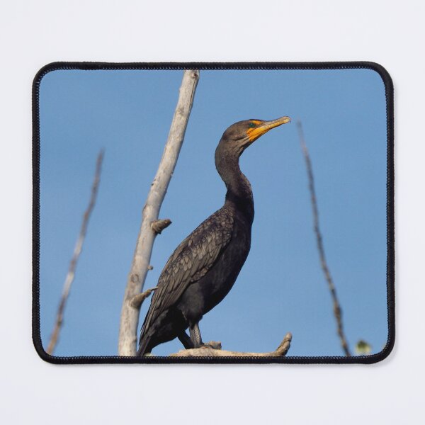 Item preview, Double-crested Cormorant Perching On a Tree Branch designed and sold by BackyardBirder.
