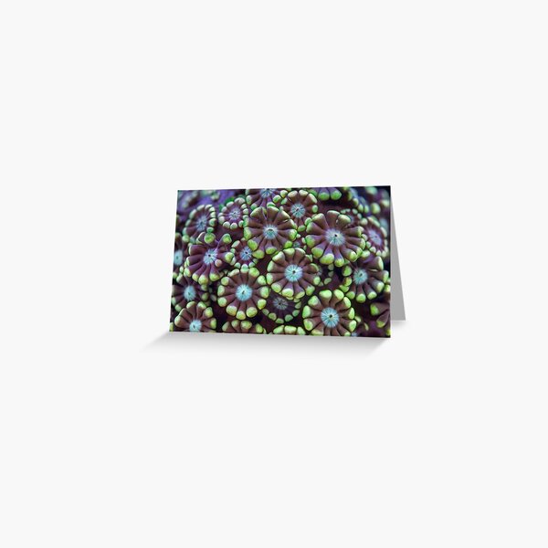 Alveopora coral Greeting Card