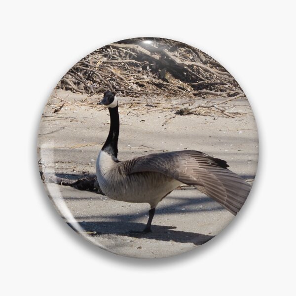 Item preview, Canada Geese Stretching On The Sand - Wild Canada Goose Bird designed and sold by BackyardBirder.