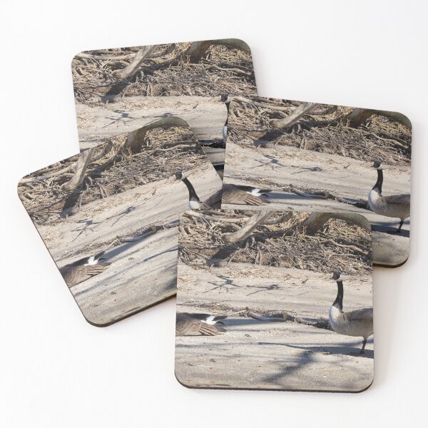 Item preview, Canada Geese Stretching On The Sand - Wild Canada Goose Bird designed and sold by BackyardBirder.