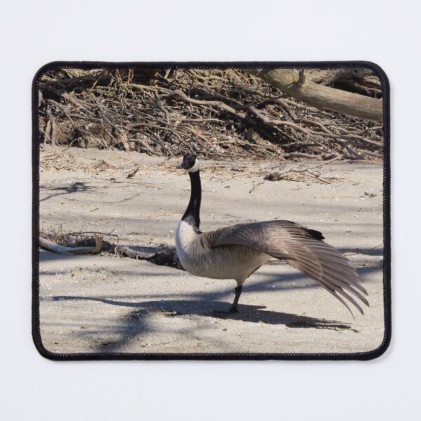 Item preview, Canada Geese Stretching On The Sand - Wild Canada Goose Bird designed and sold by BackyardBirder.