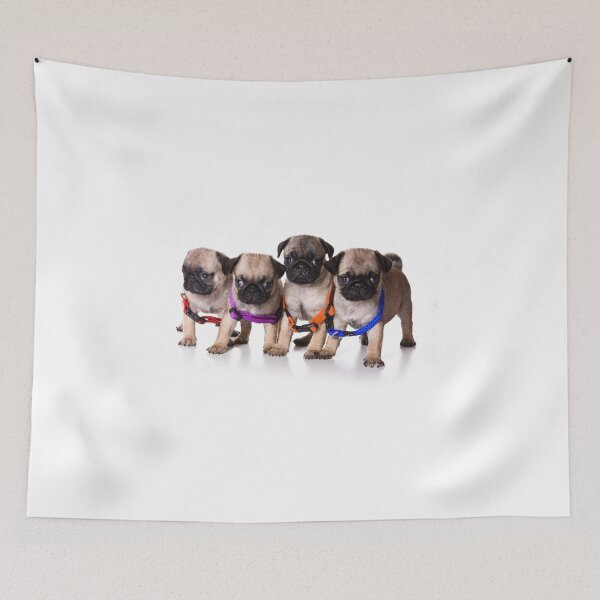 Item preview, Four pug puppy (isolated on white background) designed and sold by utekhina.