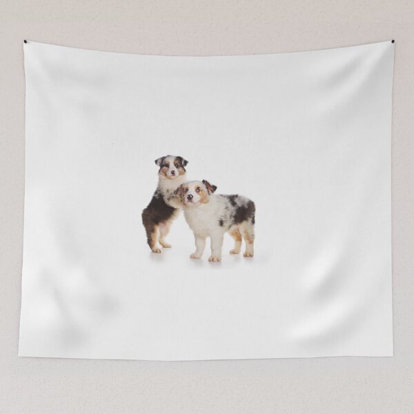Item preview, Two Australian Shepherd puppy (isolated on white) designed and sold by utekhina.