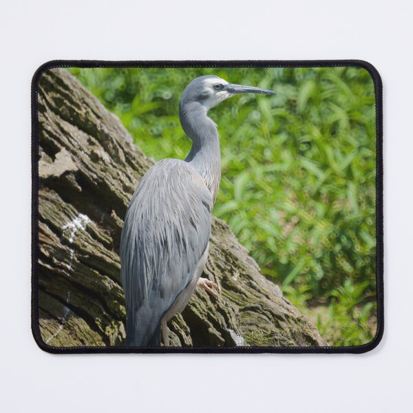 Item preview, White Faced Heron designed and sold by D-GaP.