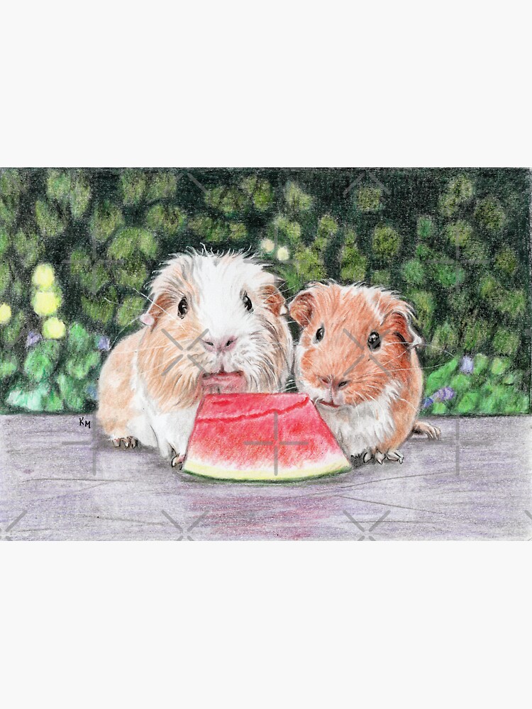 Guinea 2024 pigs watermelon