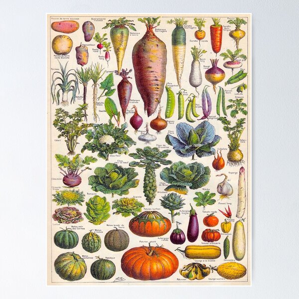 Item preview, Adolphe Millot Vegetables Larousse Encyclopedia Vintage Scientific Illustration Educational Lithograph designed and sold by Ejaaz.