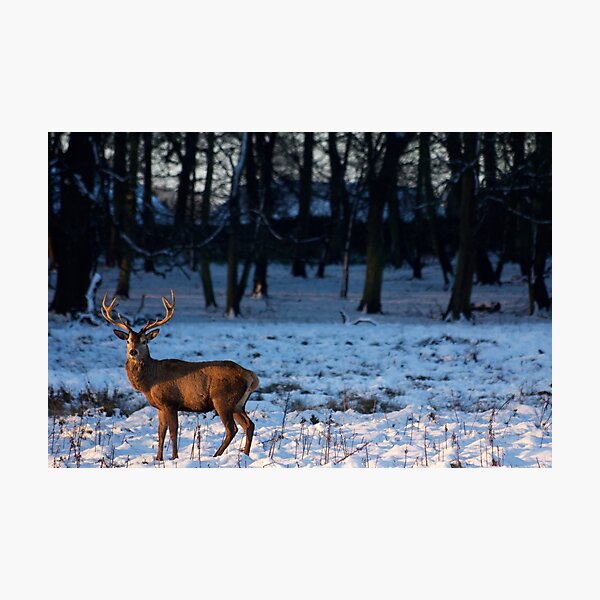 Stag in the snow Photographic Print
