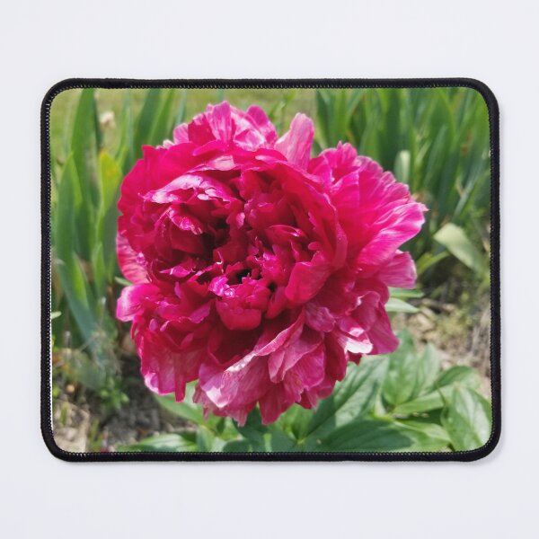 Item preview, Peonies  designed and sold by ArcSpectre.