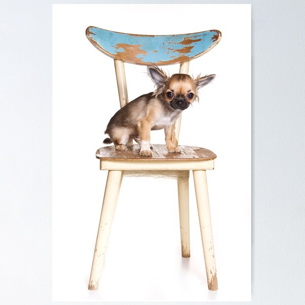 Item preview, Chihuahua dog sitting on a chair (isolated on white) designed and sold by utekhina.