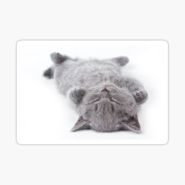 Item preview, Funny kitten British cat (isolated on white) designed and sold by utekhina.