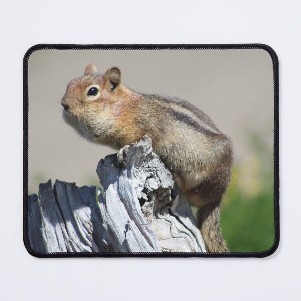 Item preview, golden-mantled ground squirrel designed and sold by Megan A.