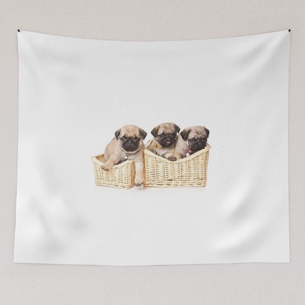 Item preview, Three pug puppy in a basket (isolated on white) designed and sold by utekhina.