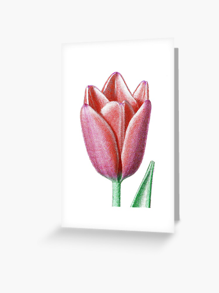 red tulip coloured pencil sketch