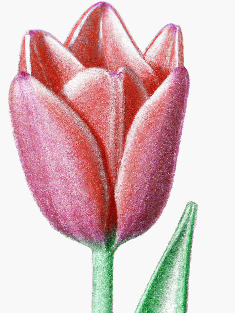 How to Draw Realism with Colored Pencils: Realistic Colored Pencil  Techniques — Art is Fun