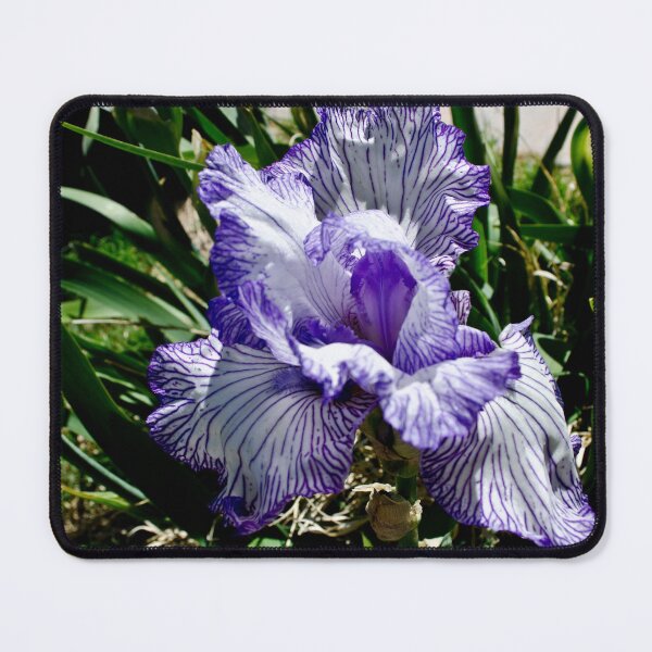 Item preview, Iris Greeting Card designed and sold by Nate Ober.