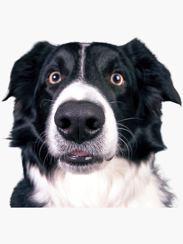 “Goofy Border Colie” Sticker for Sale by RainbowSpinkle | Redbubble