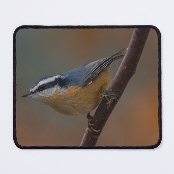Item preview, Incredibly Cute Red-breasted Nuthatch perching on Stick designed and sold by Steven Holt.