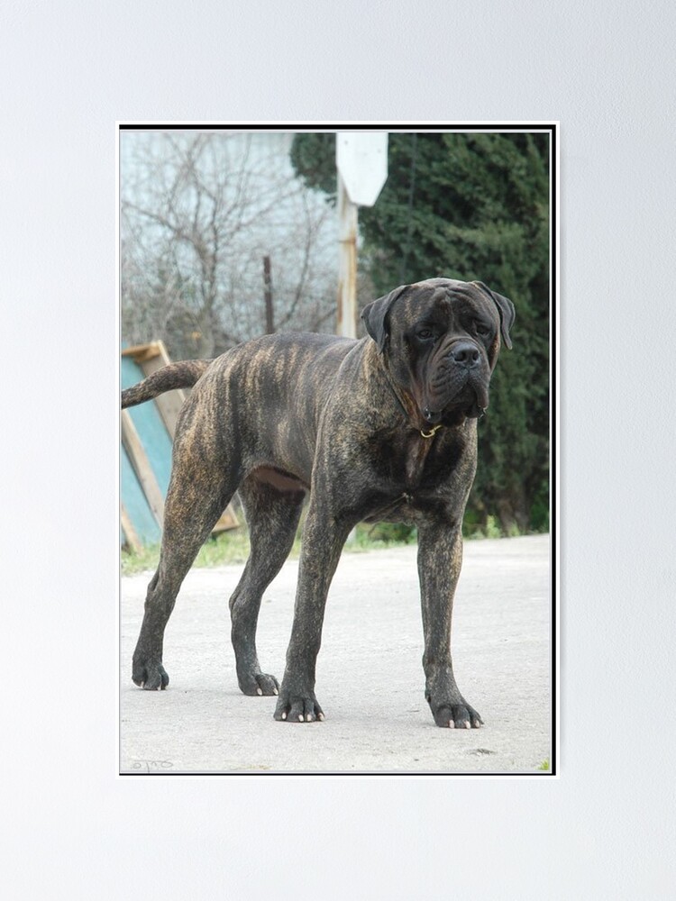 brindle bullmastiff