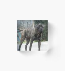 bullmastiff brindle full Acrylic Block