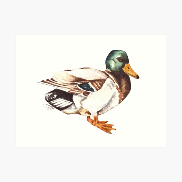 Mallard Duck Watercolor Painting Art Print