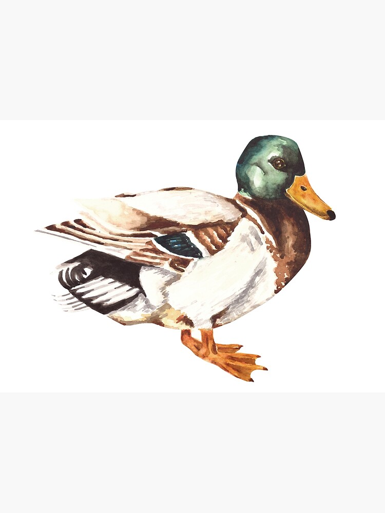 Mallard Duck Watercolor Painting by erika-lancaster