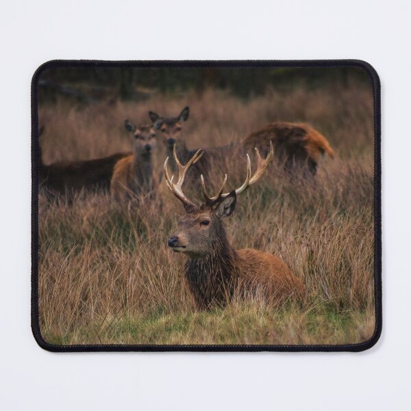 Item preview, Autumn Deer designed and sold by Jacques Salisbury.