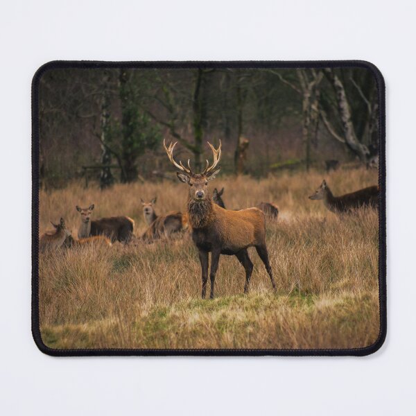 Item preview, Male Deer Guarding His Herd designed and sold by Jacques Salisbury.