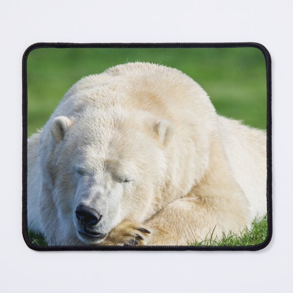 Item preview, Sleeping Polar Bear designed and sold by LFPPhotography.