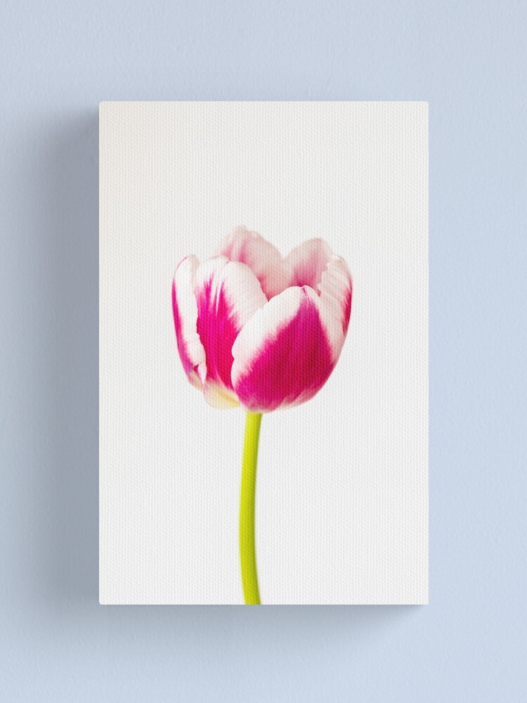 Impression sur toile « Tulipe rose et blanche », par Tanya24 | Redbubble