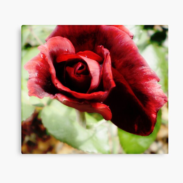 Ruby Lips Canvas Print