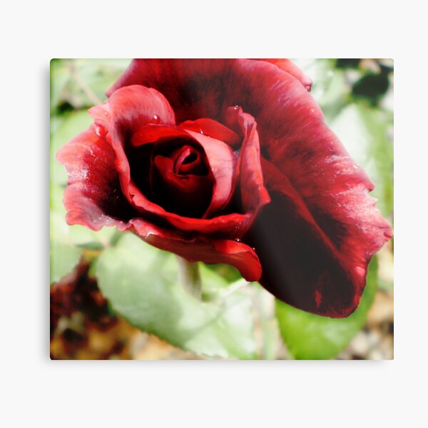 Ruby Lips Metal Print