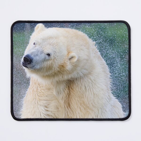 Item preview, Polar Bear Shaking Himself Dry designed and sold by LFPPhotography.