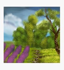 Lavender hill Photographic Print