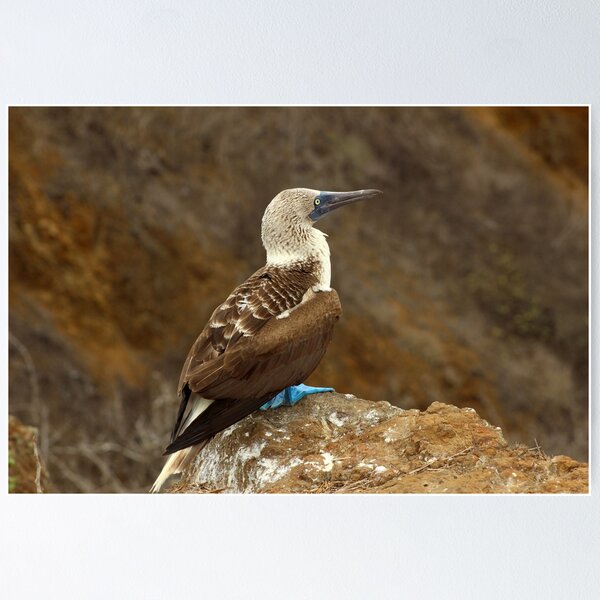 I Love Boobies BlueFooted Boobie Bird Funny | Poster