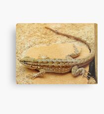 Arizona Lizard Metal Print