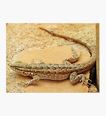 Arizona Lizard Photographic Print