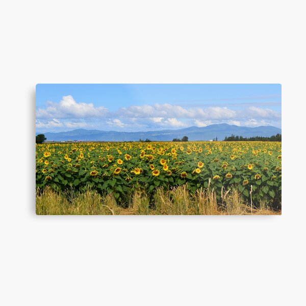 Sunflower Field in Full Bloom Metal Print