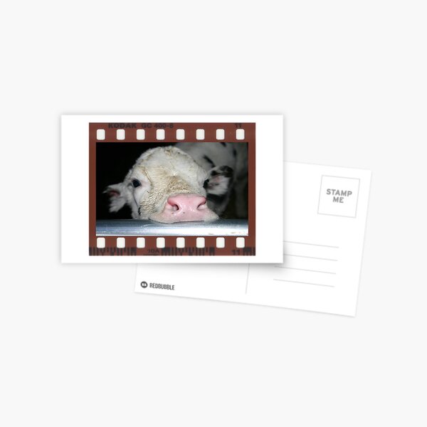 Framed Cow 102 Postcard