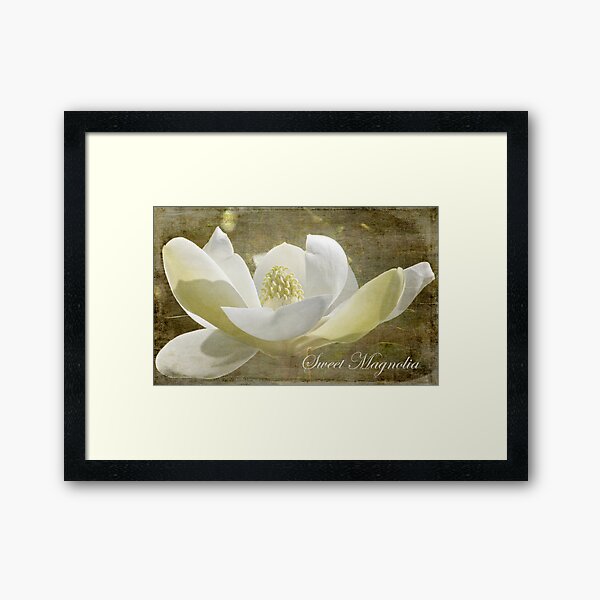 Sweet Magnolia Framed Art Print