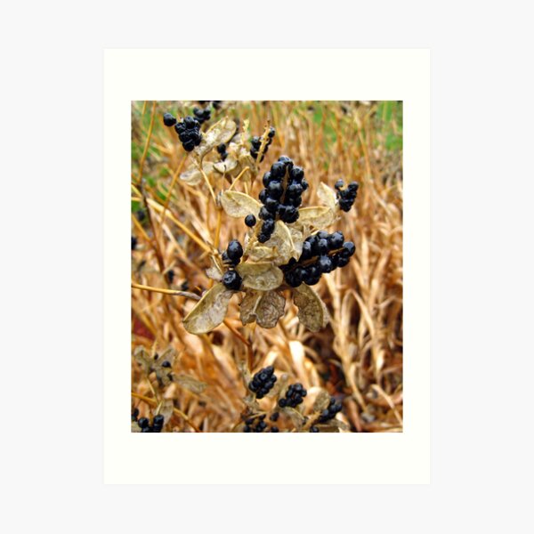 Wet Fall Berries Art Print
