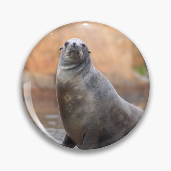 Item preview, Sea Lions in Love designed and sold by LFPPhotography.