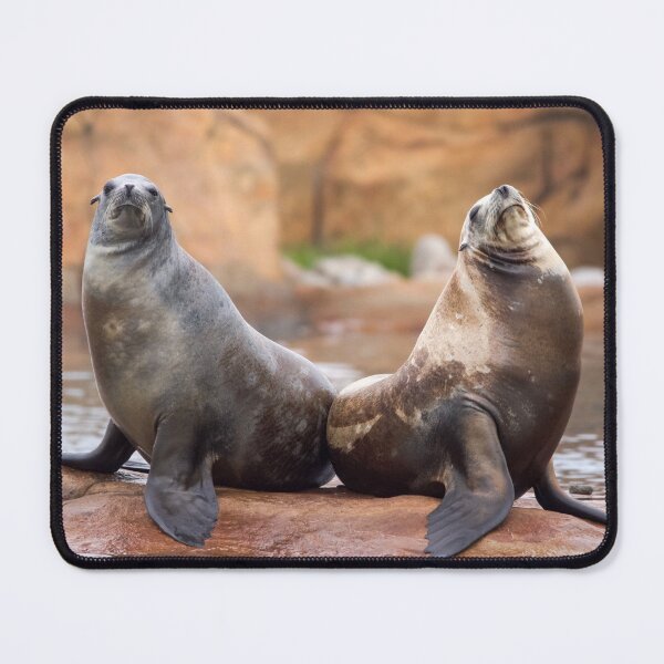 Item preview, Sea Lions in Love designed and sold by LFPPhotography.